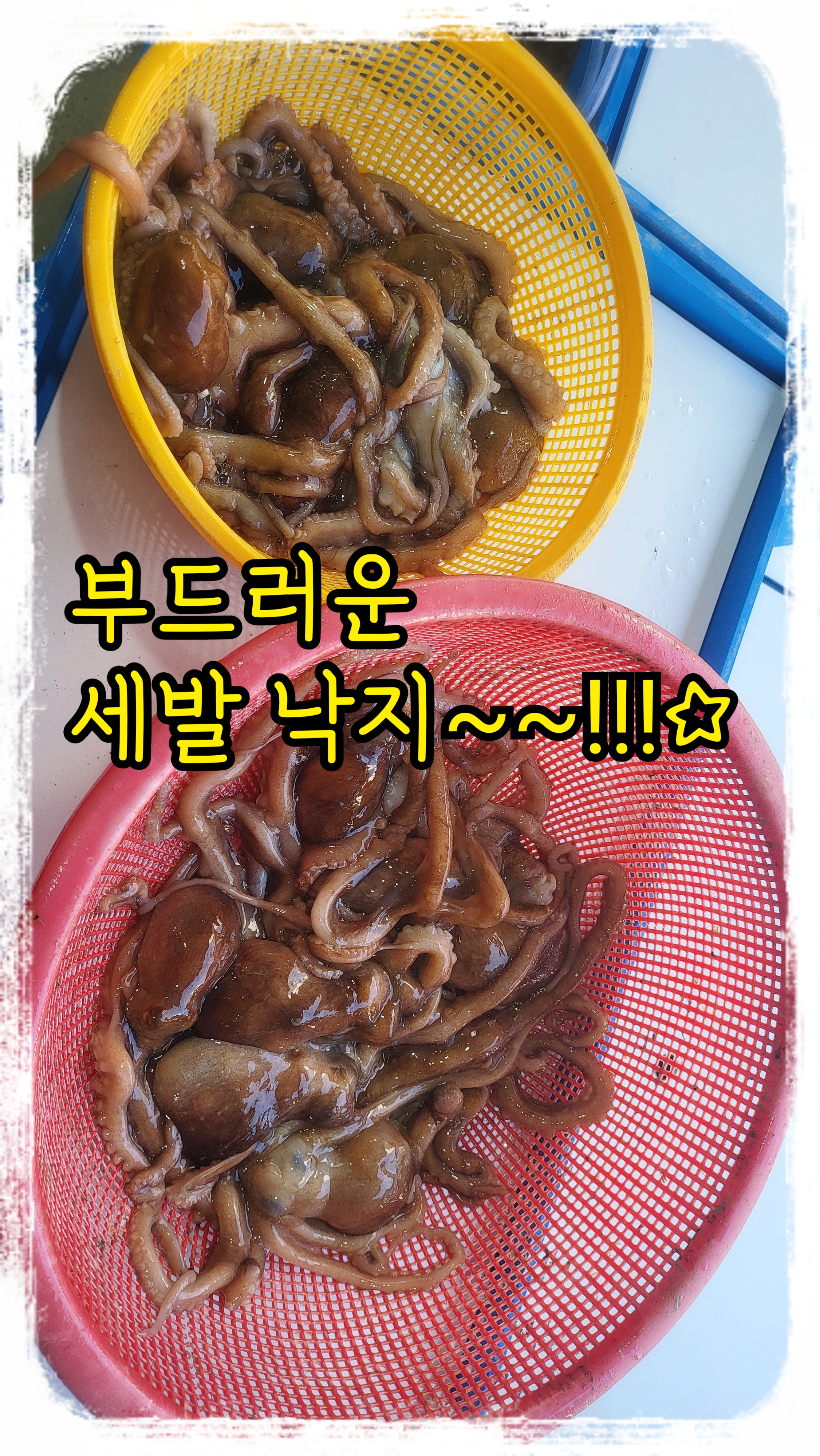 부드러운 세발낙지, 귀여운 세발낙지, 힘 불끈 낙지, 통영 세발낙지, 몸보신 낙지, : 통영 해물세상