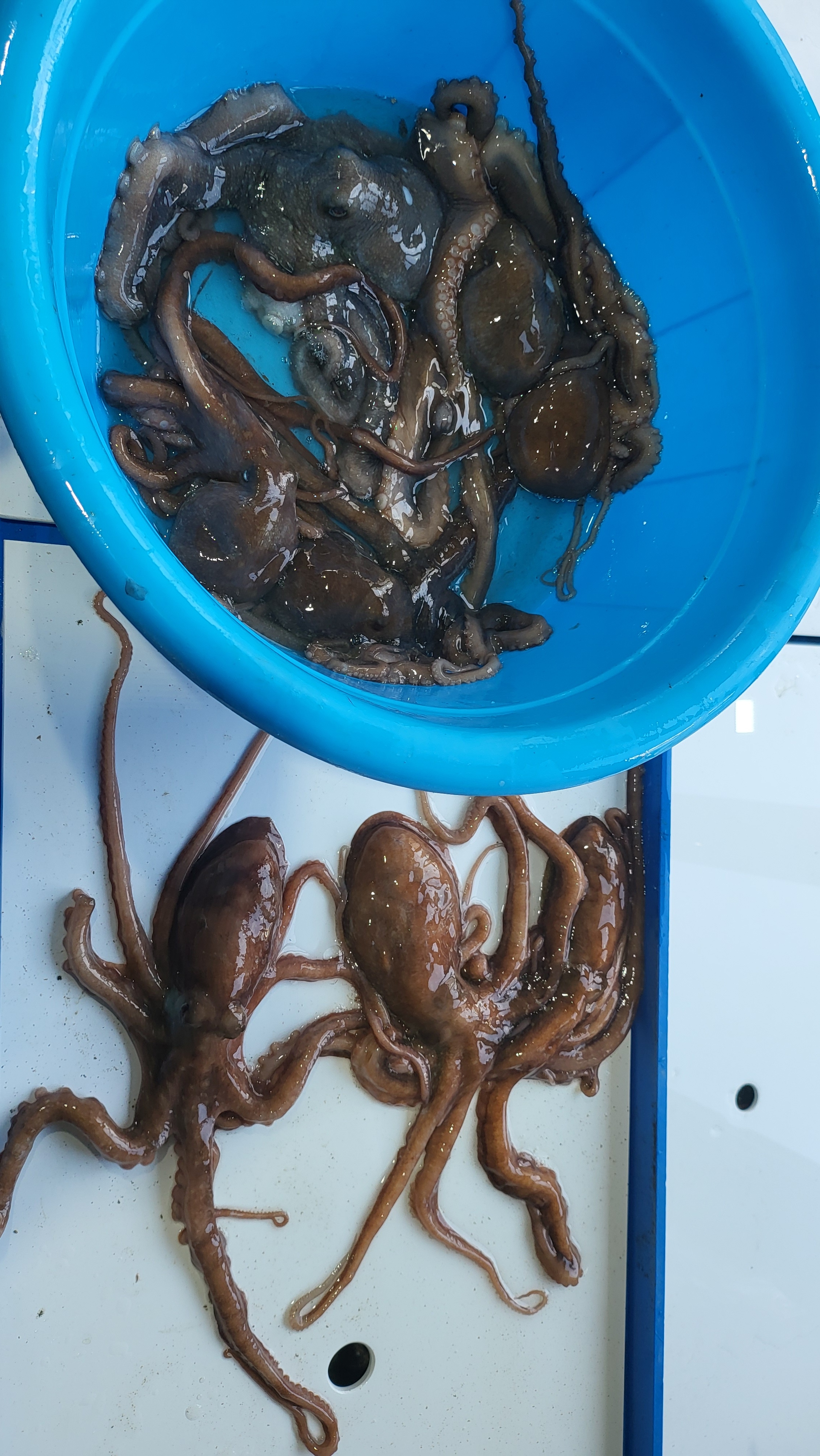 부드러운 세발낙지, 귀여운 세발낙지, 힘 불끈 낙지, 통영 세발낙지, 몸보신 낙지, : 통영 해물세상