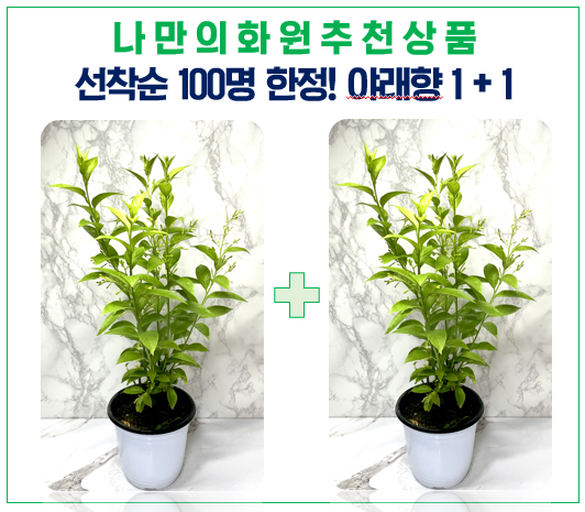 야래향나무 중품 2개세트 야레향 모기퇴치식물 모기기피 벌레가싫어하는식물 월하향 : 나만의화원