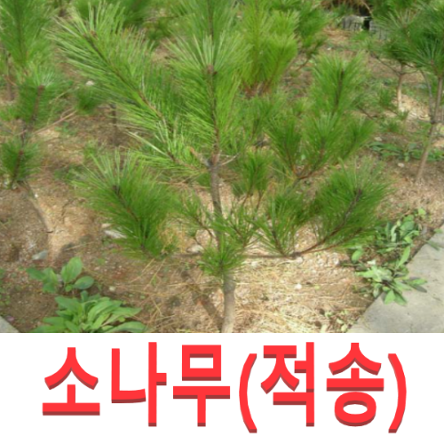(성실G)소나무묘목(적송) 키60센치(포트) 2그루 : 성실원예