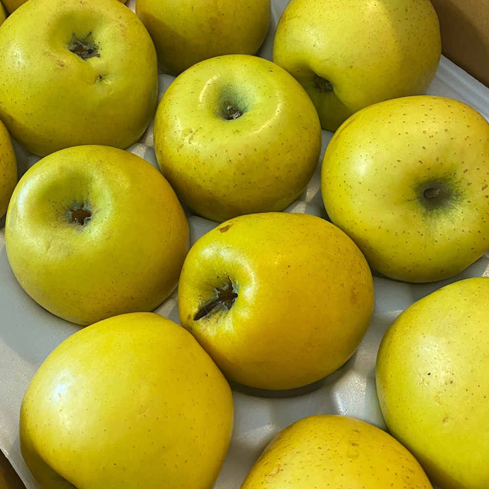 산지직송 경북 시나노골드 황금사과 고당도 꿀사과 1kg-5kg 특품 선물용 가정용 흠과 : 유앤티커머스