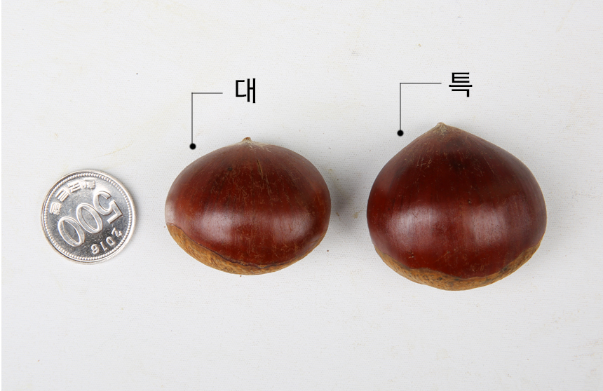 [계룡산알밤] 에어프라이어 군밤! 집에서 간편하게 해먹는 군밤[공주칼집밤-대보밤] 2kg / 4kg : 계룡산알밤