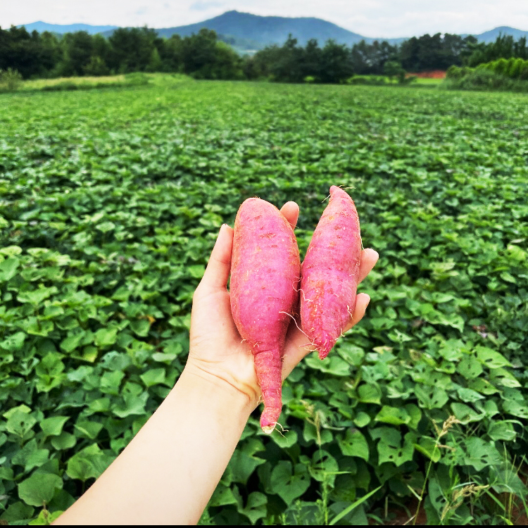 해남 베니하루카 세척 꿀 고구마 3kg 5kg 10kg : 온정농수산