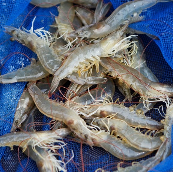 활 흰다리새우 왕사이즈! 1kg (30미내외) 대하 : 한손수산