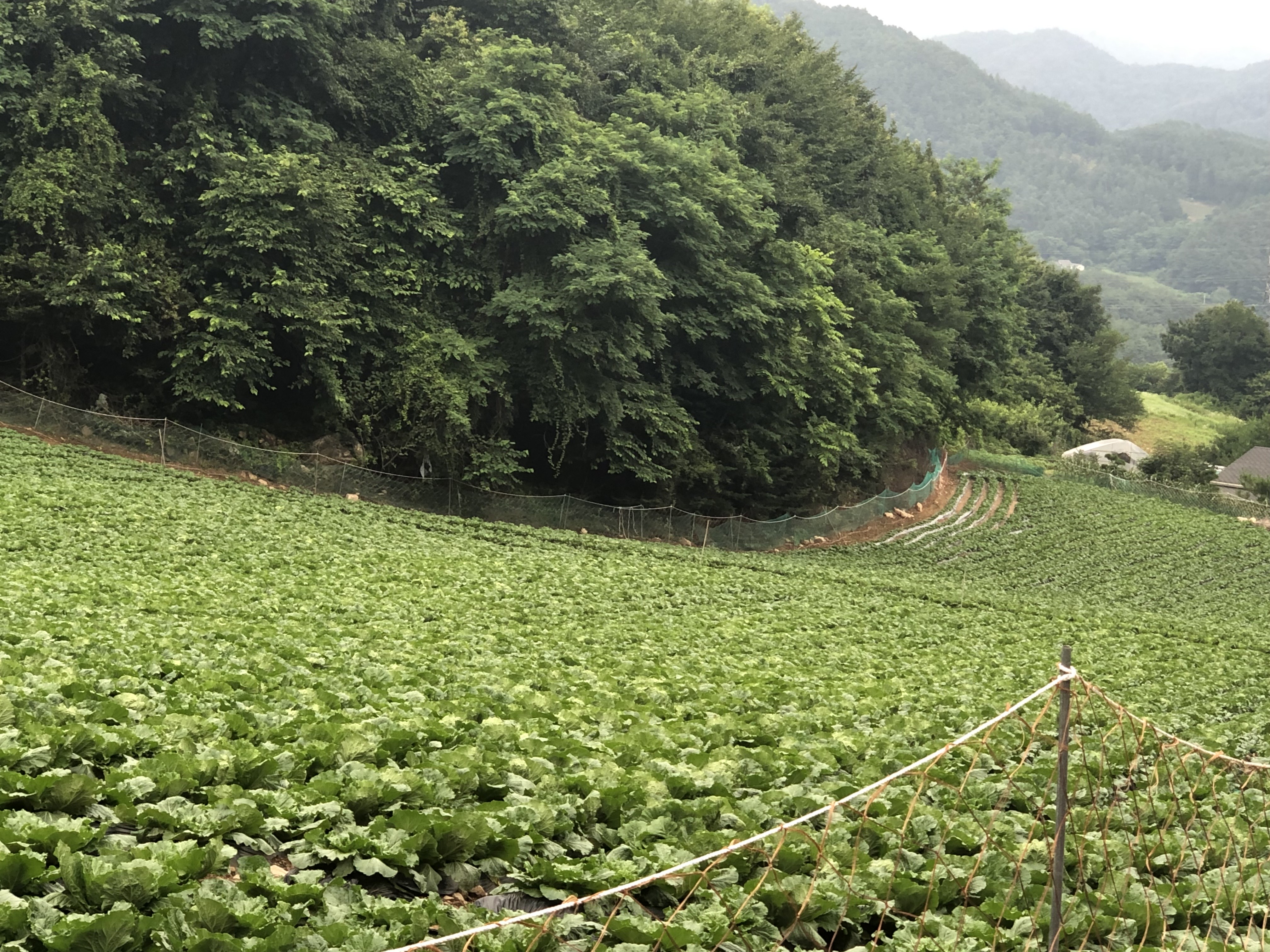 평창자연다옴 대추 양배추 진액 양배추즙 30포 저온착즙 : 평창자연다옴
