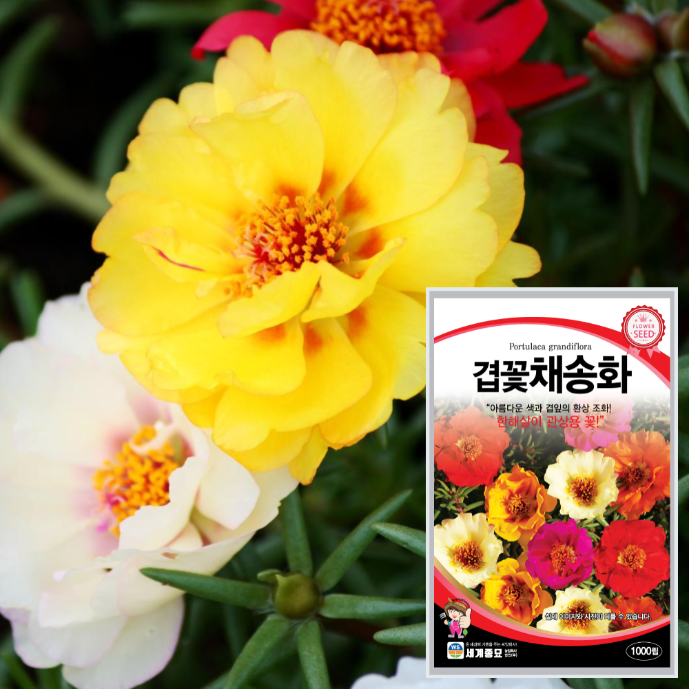겹채송화 씨앗 1000립 겹꽃 채송화 꽃씨 종자 : 근소텃밭
