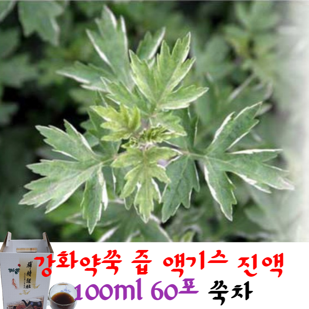 강화 약쑥 즙 엑기스 진액 100ml 60포 쑥추출액 쑥차 : 내몸에 자연가득