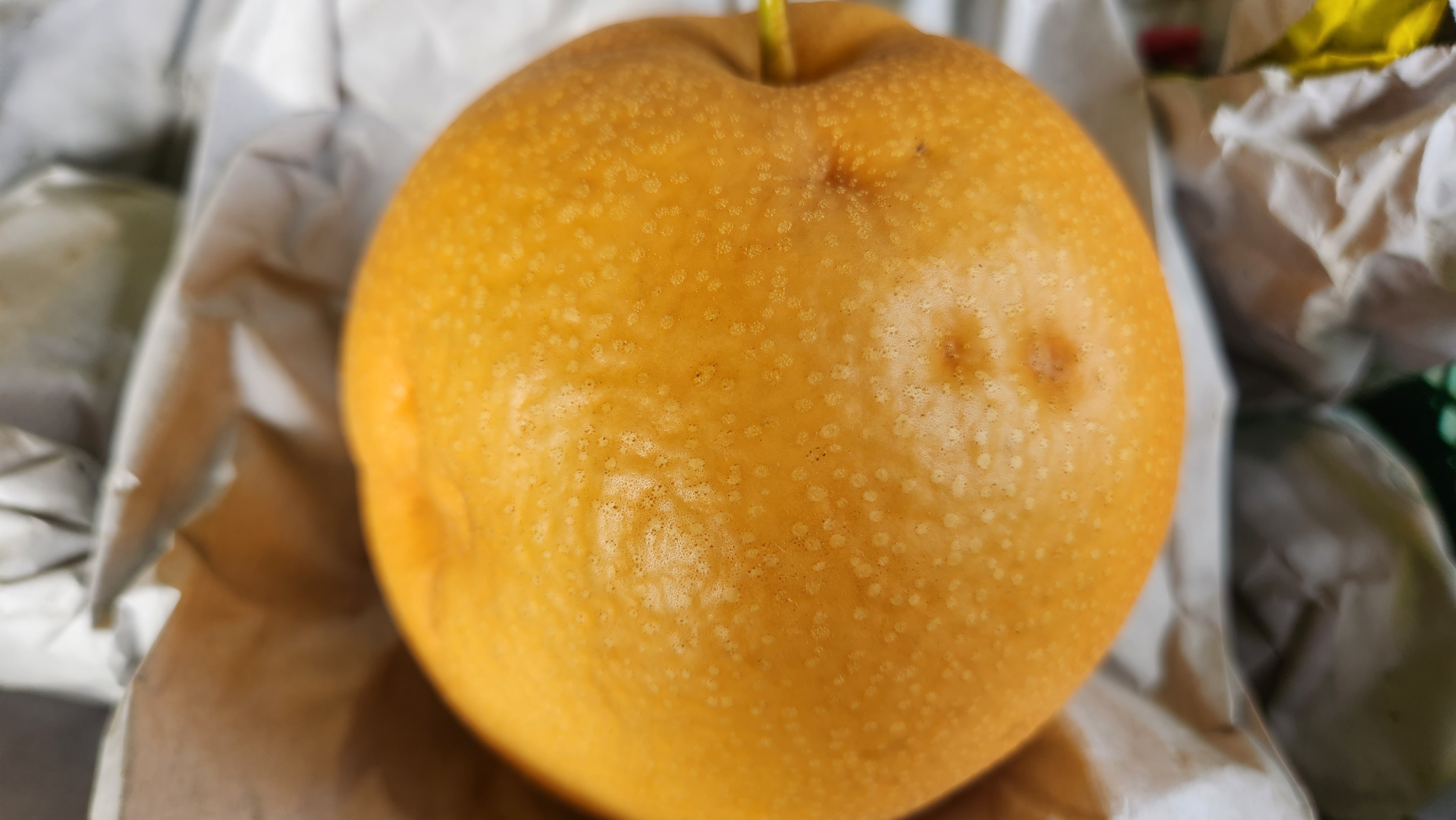 양양낙산배 화산배 가정용흠과 7.5kg : 맞이터농원