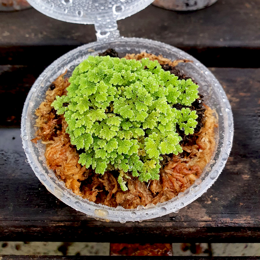 테라리움식물 만강홍 컵(8x3.5cm)/비바리움,팔루다리움 : 오쿠아