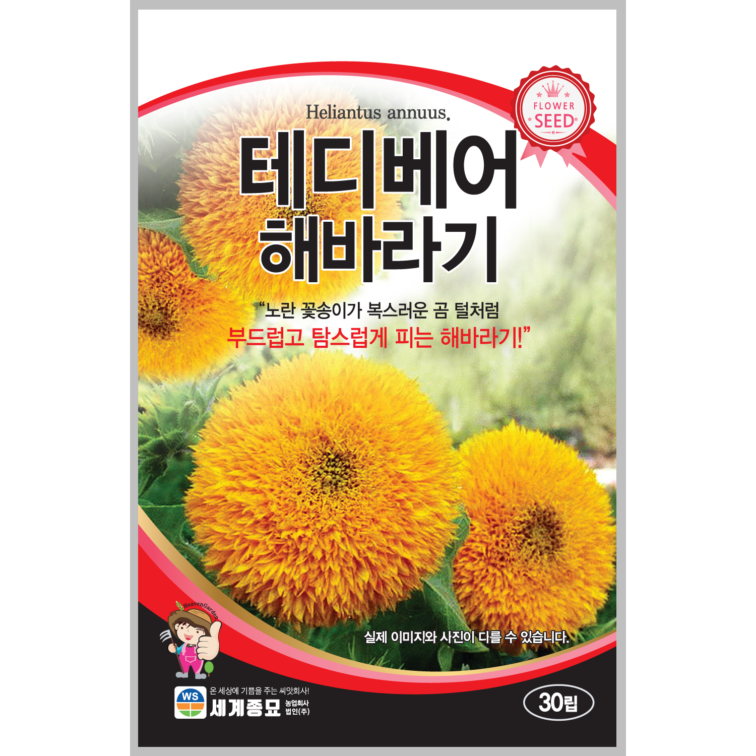 테디베어해바라기 30립 / 일년생 씨앗 종자 꽃씨 꽃밭 화단 조경 : 초록스타
