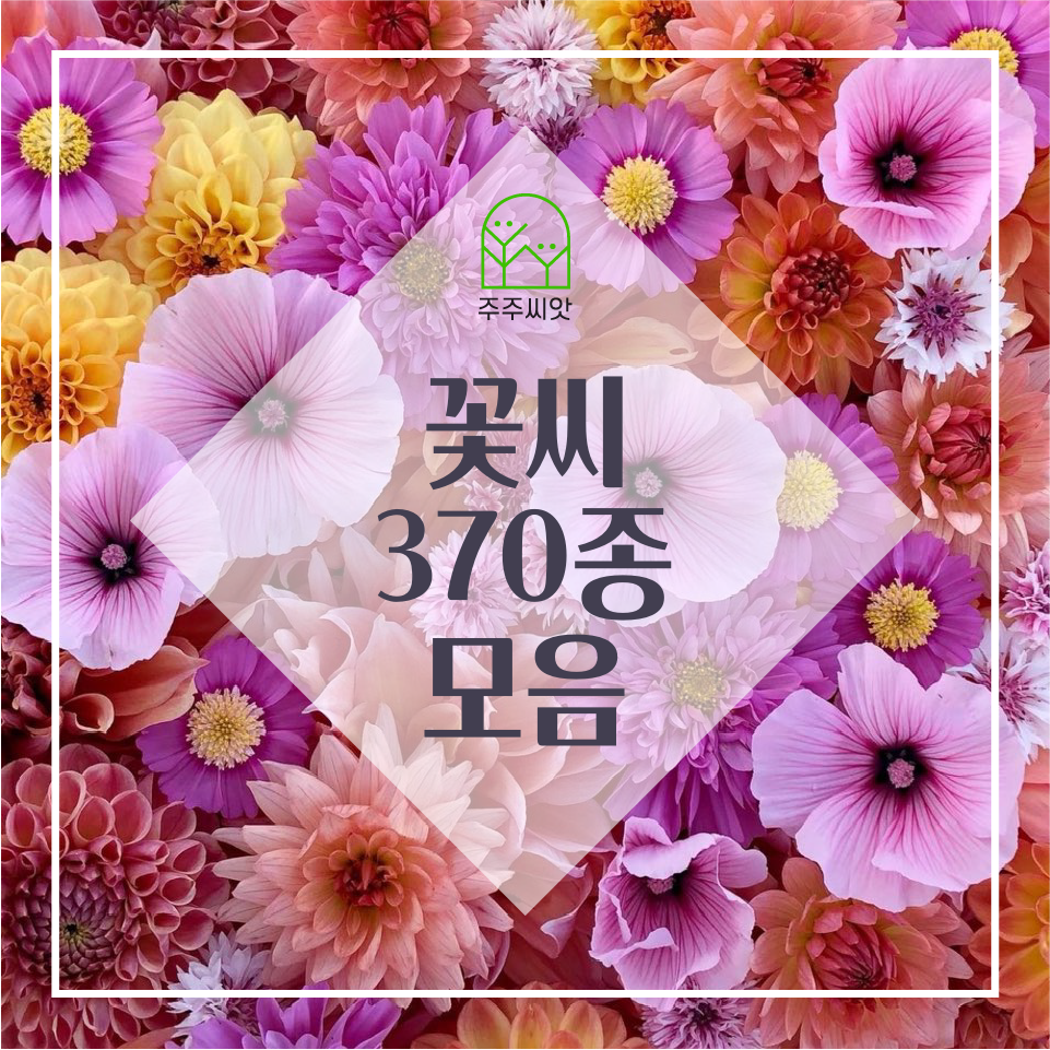 꽃씨 모음전 / 고급 다년생 봄 여름 가을 월동 꽃씨앗 노지월동 야생화 종자 파종 : 주주씨앗