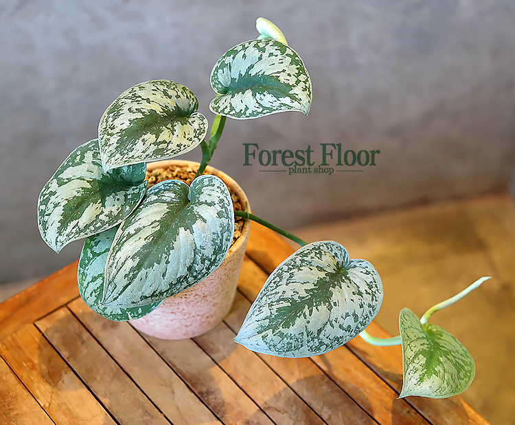 [단품] 스킨답서스 픽투스 (엔젤스킨) 이태리토분 인테리어식물 공기정화식물 : Forest Floor