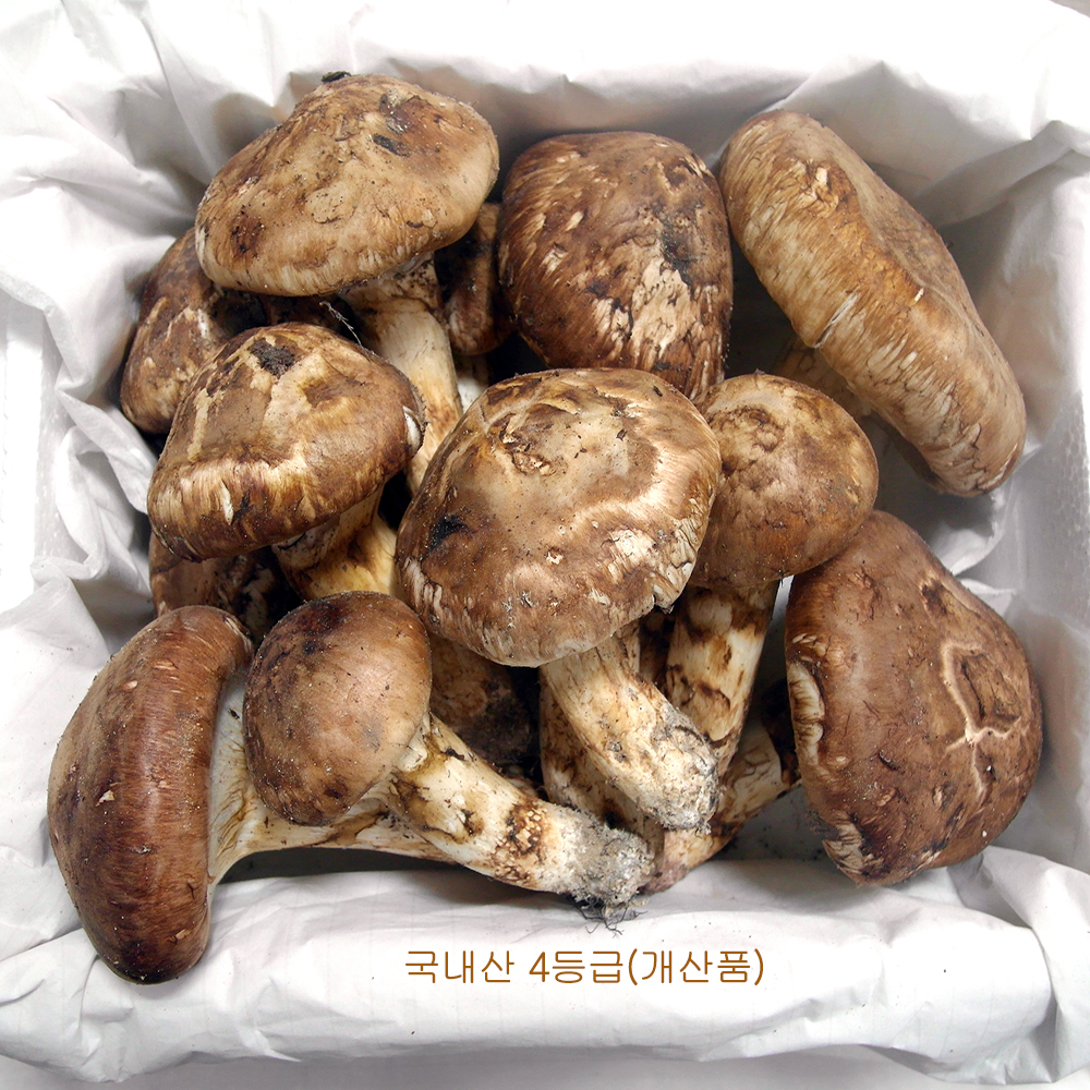 자연산 송이버섯/능이버섯(국내산) 청림송이.능 : 청림송이