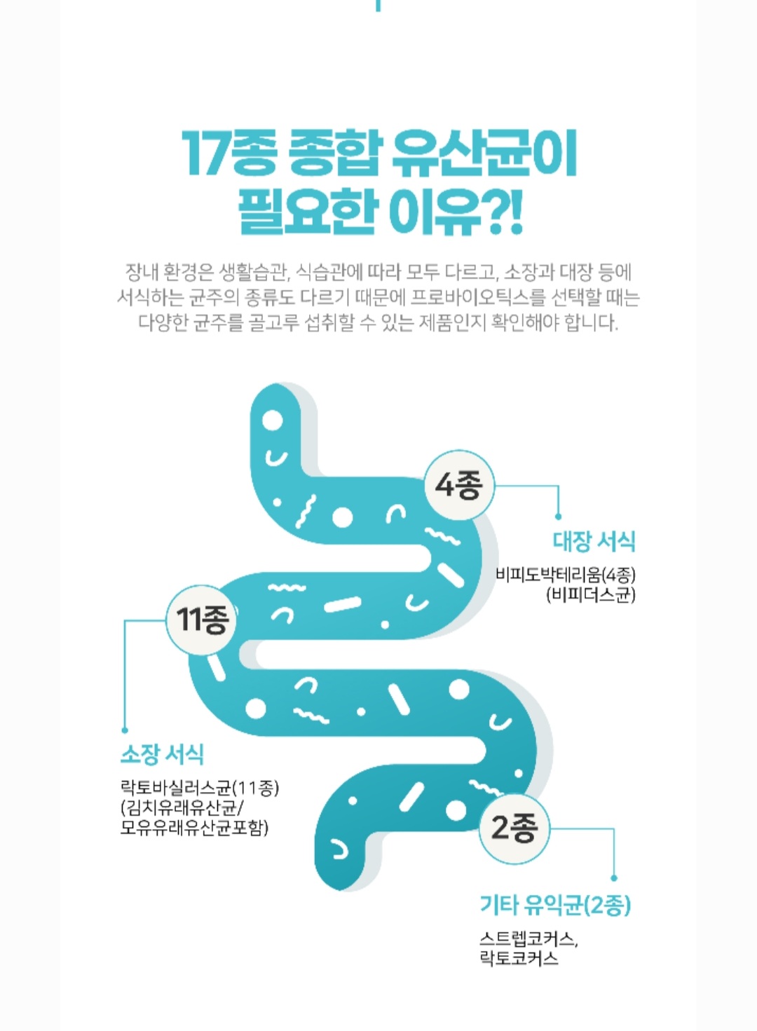 닥터블루 프로바이오틱스 : 피누스스토어가온누리