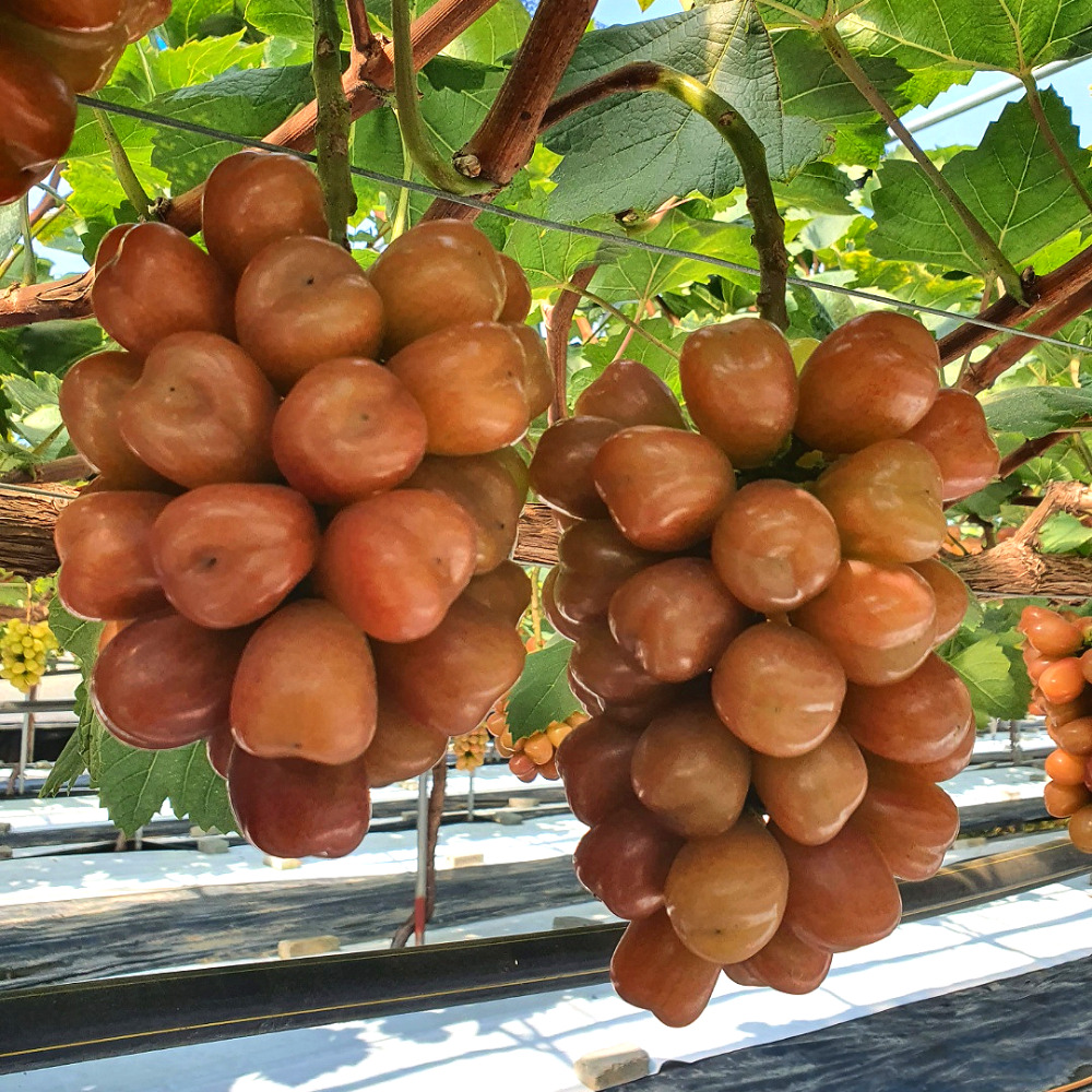 김천 마이하트 포도 하트포도 레드샤인머스켓 1kg 2kg : 위씨네장모님