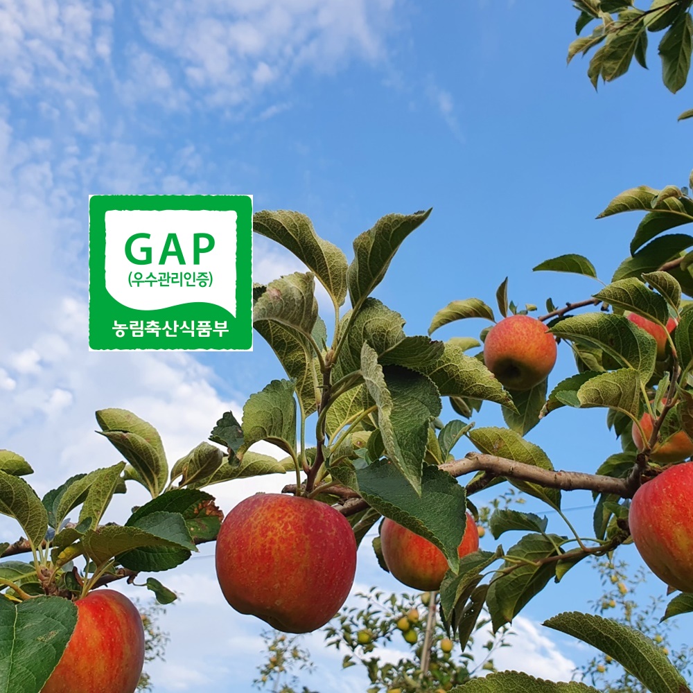 청송GAP사과 껍질째먹는꼭지부사10kg : 청송사과드림농원