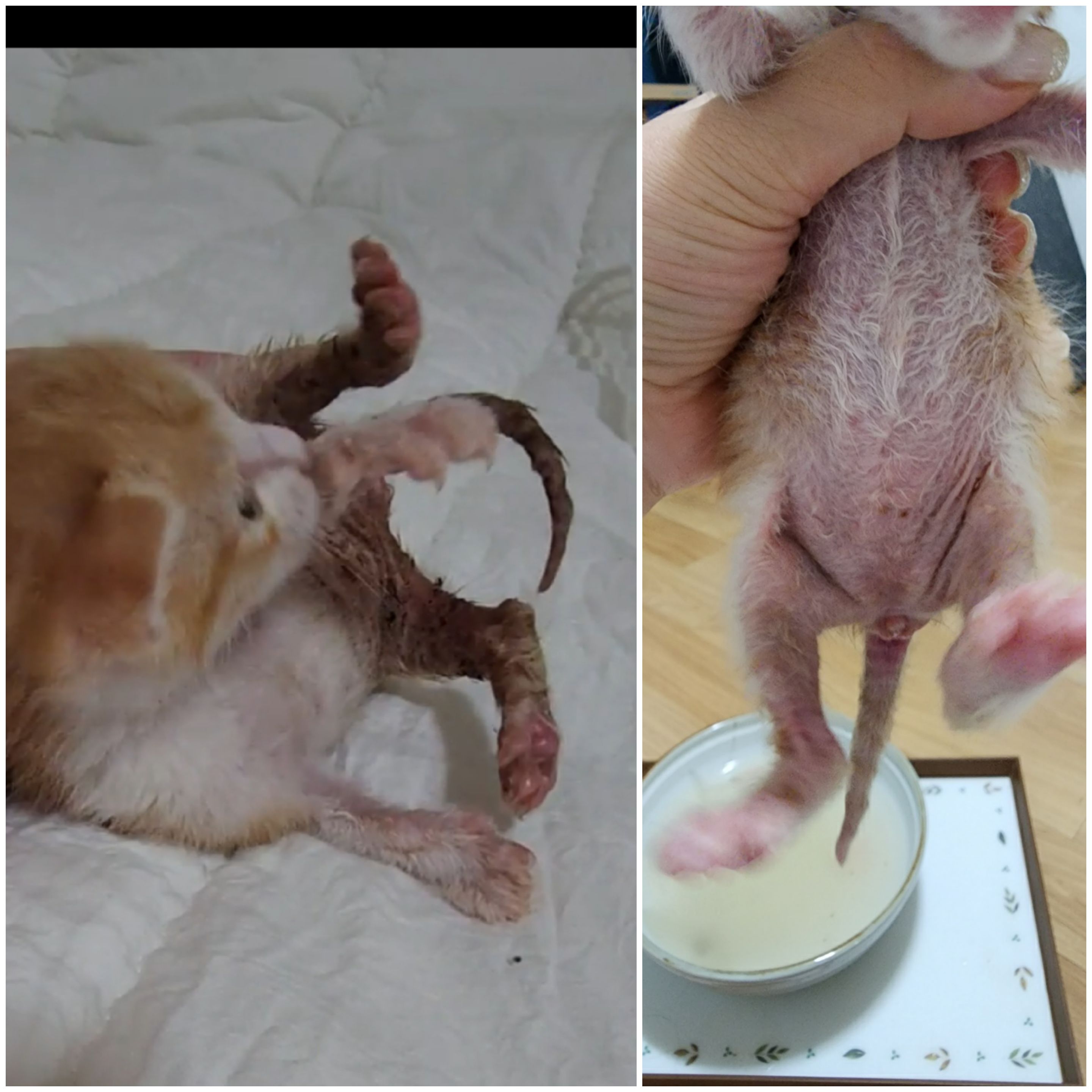 단비네_탄산입욕제_대용량 : 단비네비누