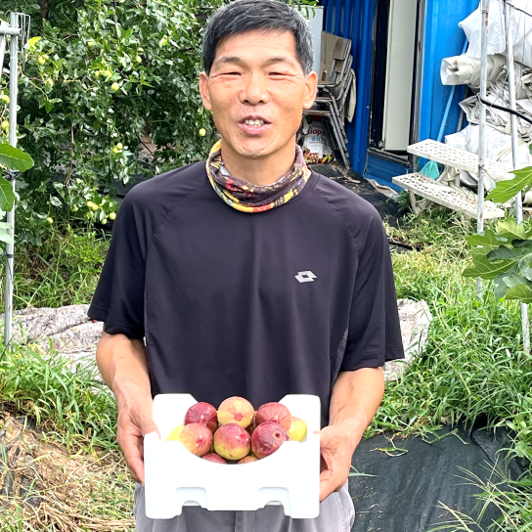 영암 무화과 생무화과 무농약무화과 1kg 청무화과 홍무화과 고당도 : 코누 캠핑.