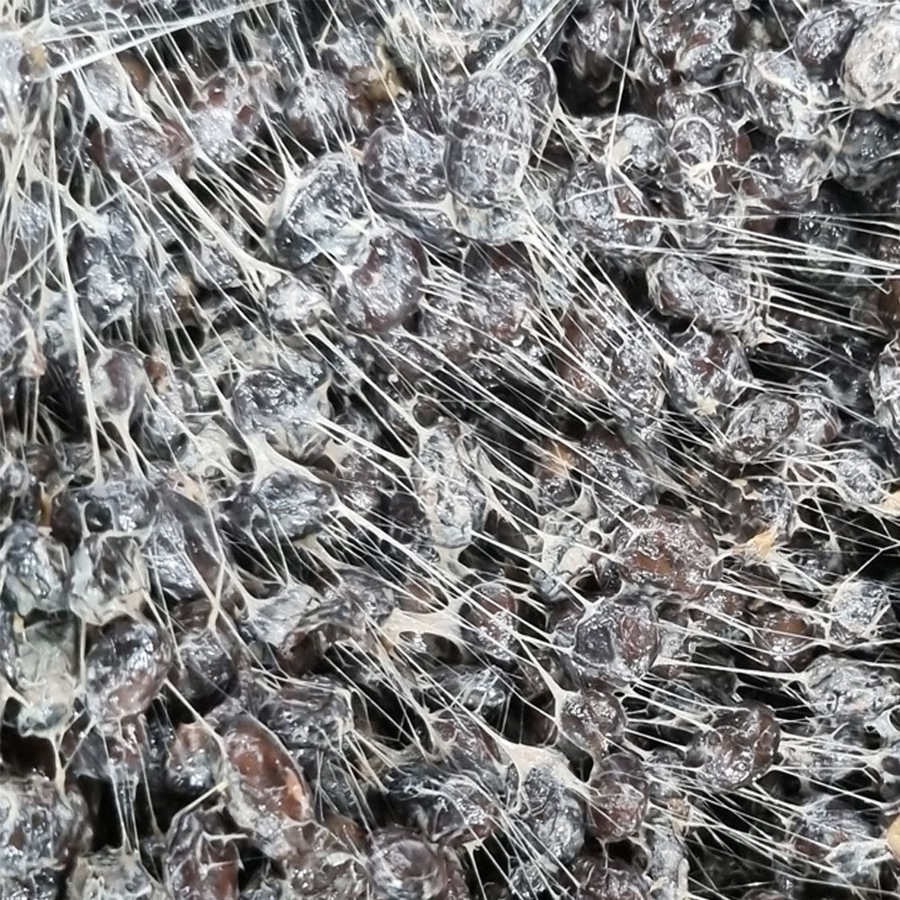 지리산산골 국산 청국장 시골집 옛날 재래식 전통 국산콩 무염 생청국장 5섯팩 1kg : 참살이장터