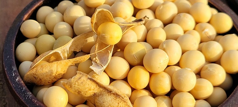 파주 장단콩 1kg /햇콩/백태/메주콩/1등품/두부,콩나물 : 적성시골된장