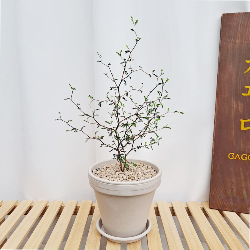 마오리소포라 독일토분 화이트 뉴질랜드식물 플랜테리어 감성인테리어 : 가꿈플랜트