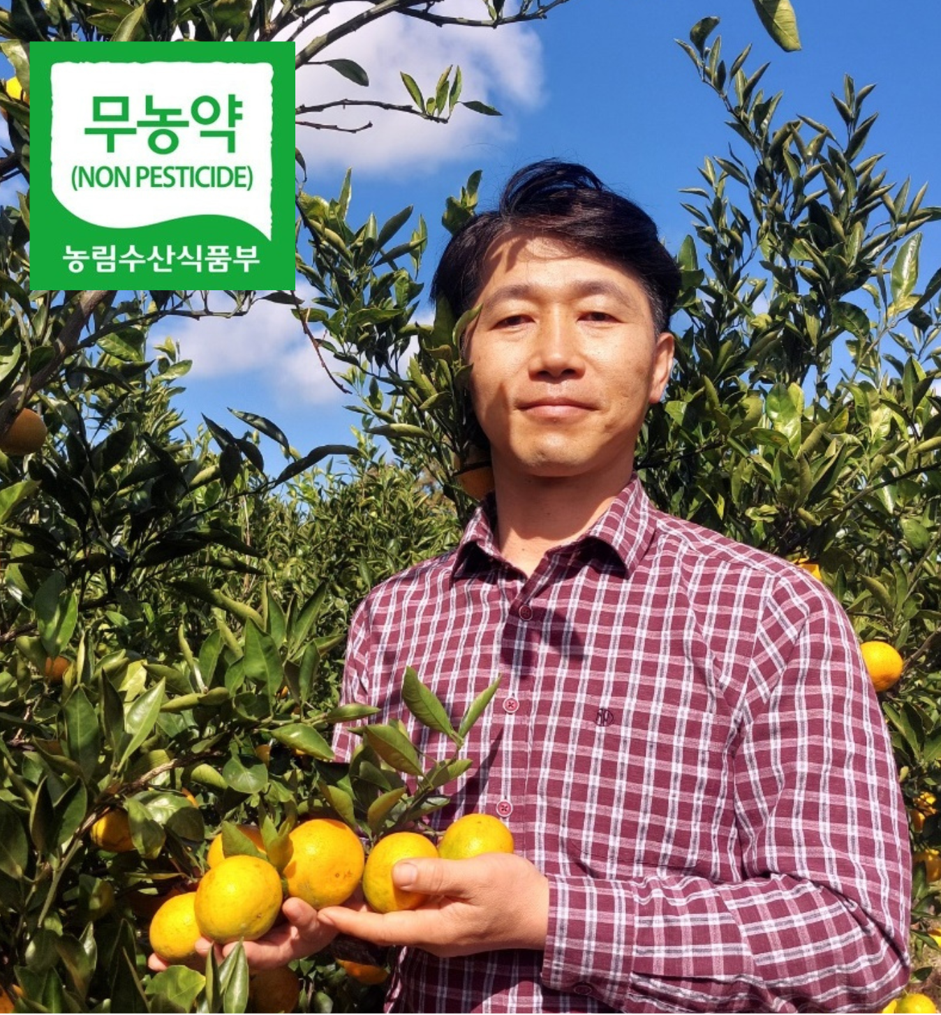 무농약귤 친환경 못난이 노지귤 제주귤 3kg 5kg 10kg 조생 산지직송 : 파파제주팜