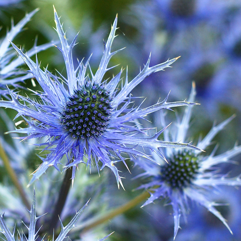 에린지움 Eryngium 씨앗 400알 대포장 : 모야모가든센터