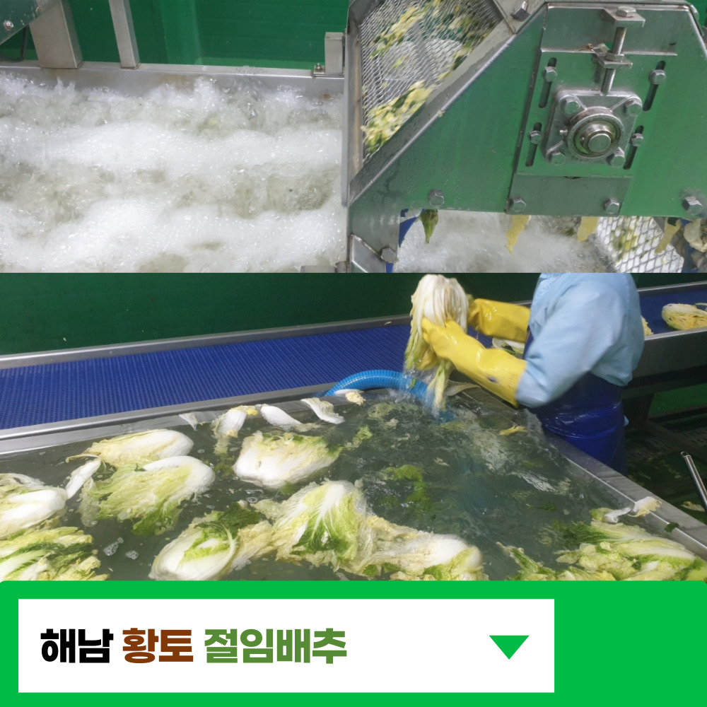 전라도 절임배추 주문 시세 예약 해남 절인배추 20KG 김장배추 40KG 베타카로틴 함유 : FORCUS 포커스