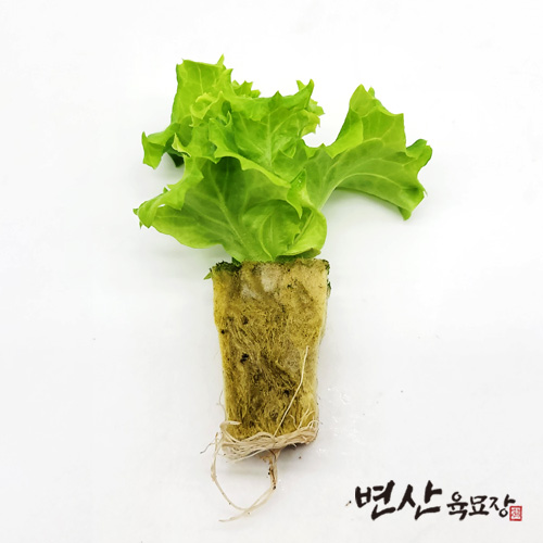 수경 재배 모종 유럽상추 롤로 비욘다 : 변산육묘장