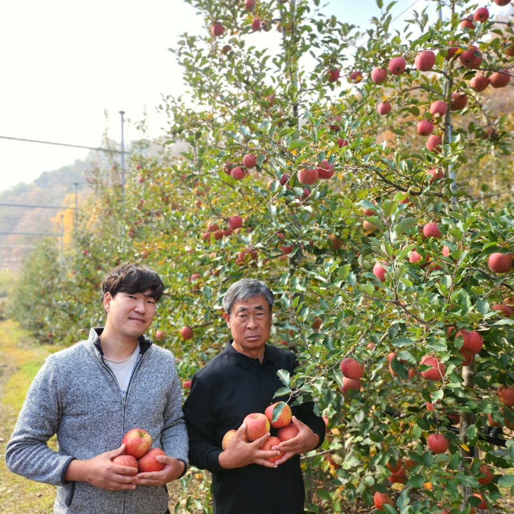 강원도 찬바람 맞고 자라 단단하고 새콤달콤한 부사 사과 5kg : 화천 부자농원