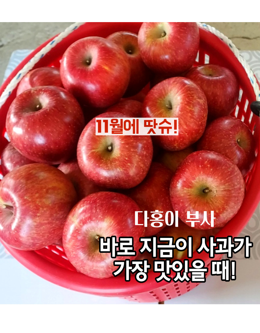 신명농원 다홍이부사 꿀사과5kg(22~24개입) 중소과(무료배송), 경북영천 산지직송 35,900원 : 대성스냅 종합쇼핑몰