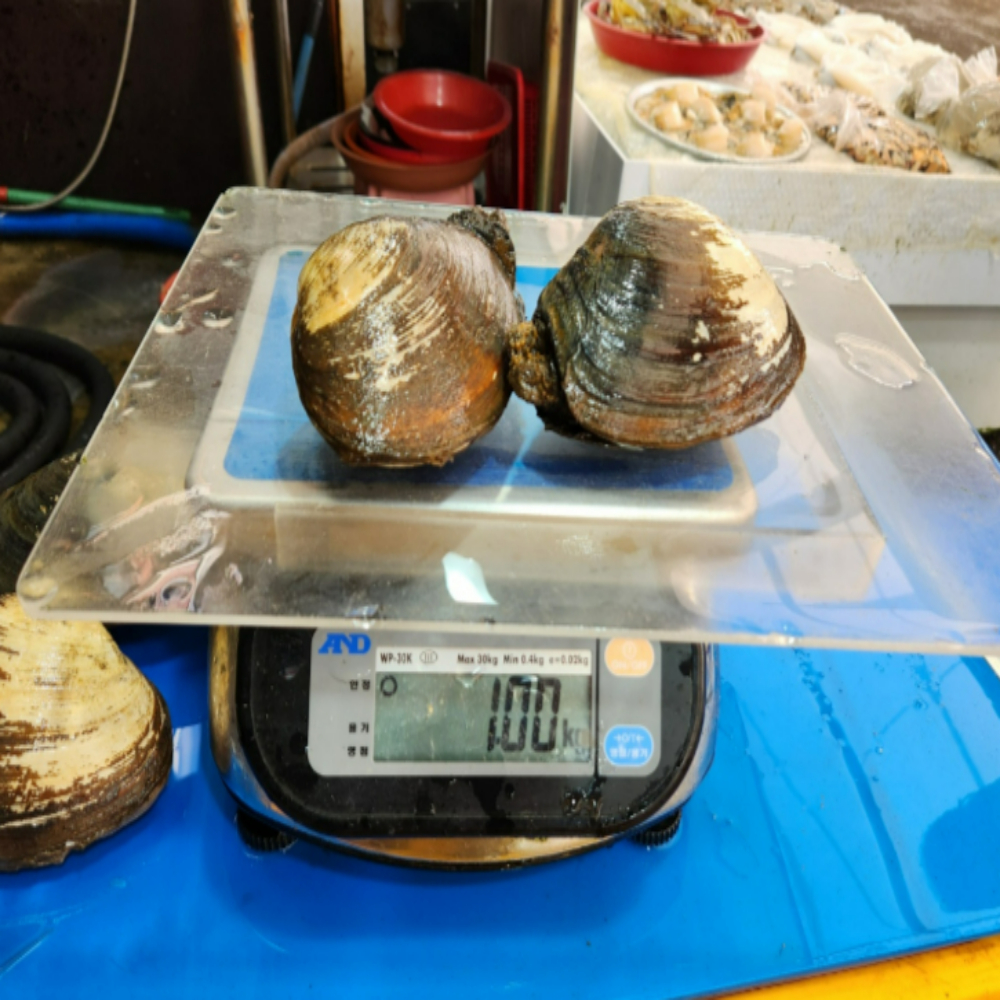 산지직송 자연산 왕우럭조개 우럭조개 1kg 개조개 코끼리조개 : 씽씽농수산