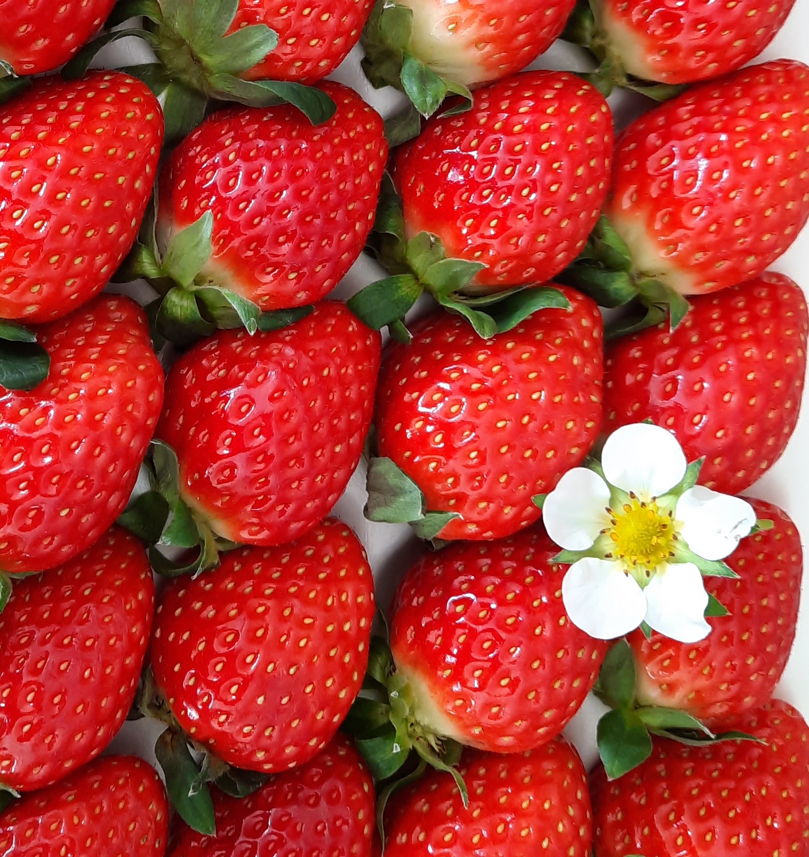 산지직송 상큼달달 설향딸기 850g : 오늘땄데이
