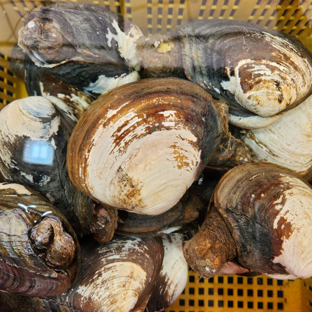 산지직송 자연산 왕우럭조개 우럭조개 1kg 개조개 코끼리조개 : 씽씽농수산