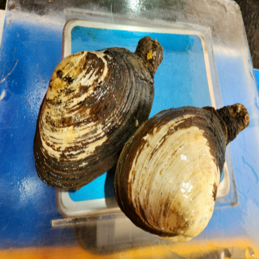 산지직송 자연산 왕우럭조개 우럭조개 1kg 개조개 코끼리조개 : 씽씽농수산