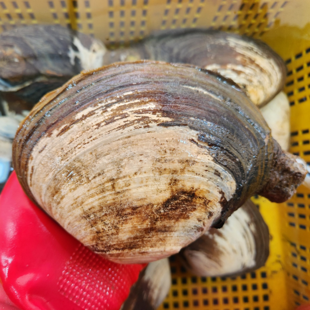 산지직송 자연산 왕우럭조개 우럭조개 1kg 개조개 코끼리조개 : 씽씽농수산