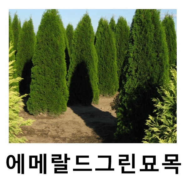 에메랄드그린나무 묘목 삽목2년 10주묶음 : 언니농원