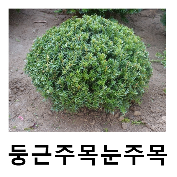 둥근주목나무 묘목 눈주목 키60cm : 언니농원