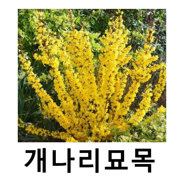 개나리나무 묘목 왜성 미카토르 삽목2년 포트묘 2개묶음 : 언니농원