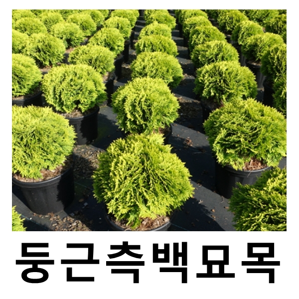 둥근서양측백나무 묘목 미러잼 40-50cm내외 : 언니농원