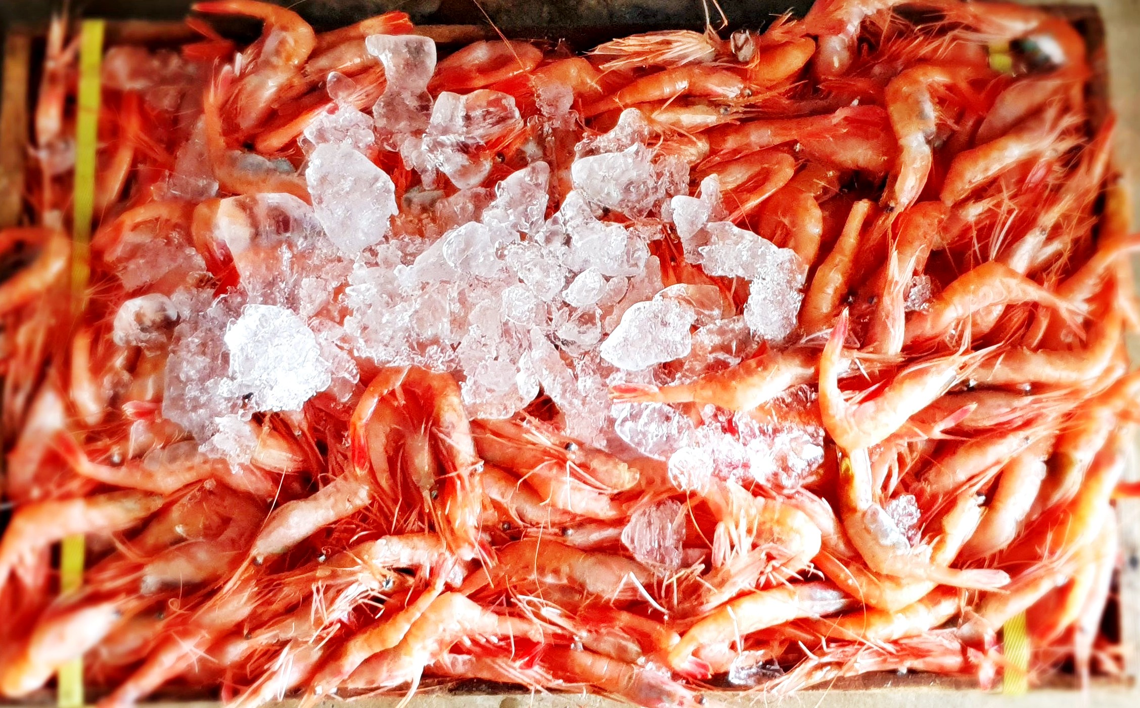 [죽도시장] 특산물 생물 단새우 독도새우 꽃새우 500g 1kg 홍새우 아마에비 새우회 구이용 횟감 : 팜이안
