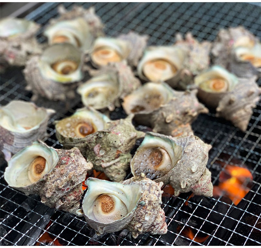 통영 자연산 뿔소라1KG 전복고둥 소라 홍합 산지직송 : 통영 83수산