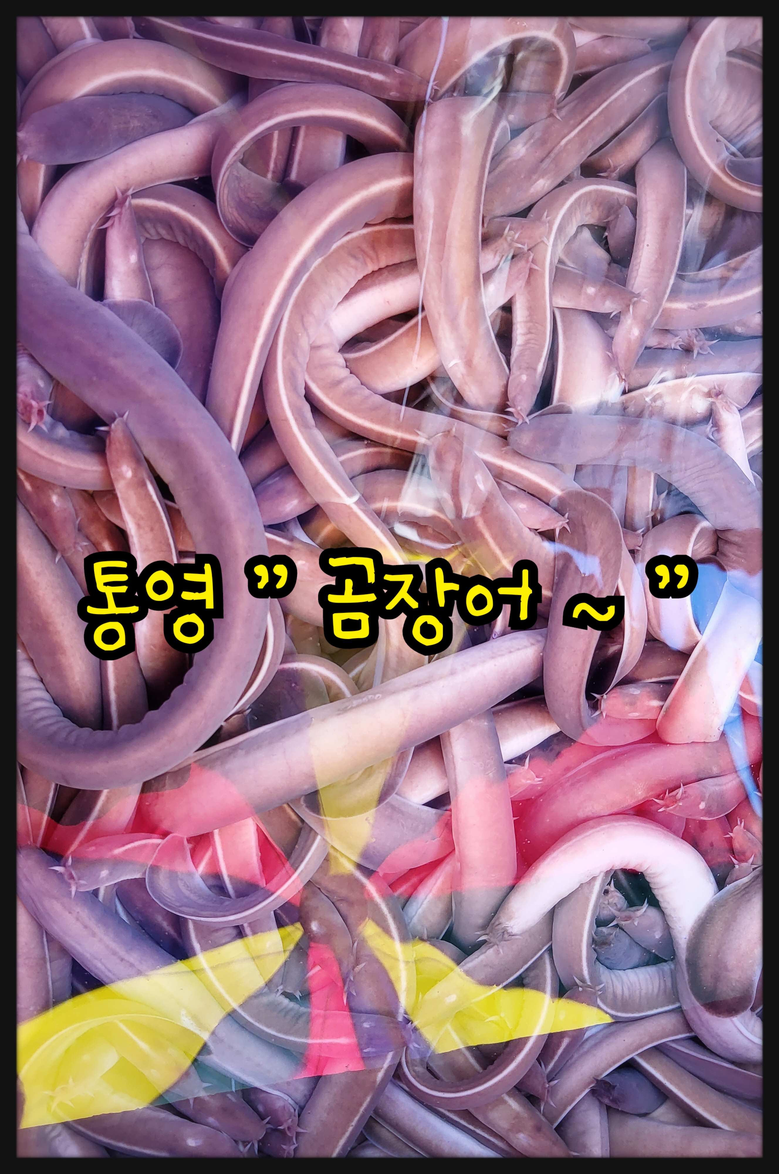 통영 꼼장어, 곰장어 손질, 술안주로 밥반찬으로도 최고 꼼장어, 곰장어 요리, 손질 오케이, 몸보신 꼼장어 구이,. : 통영 해물세상