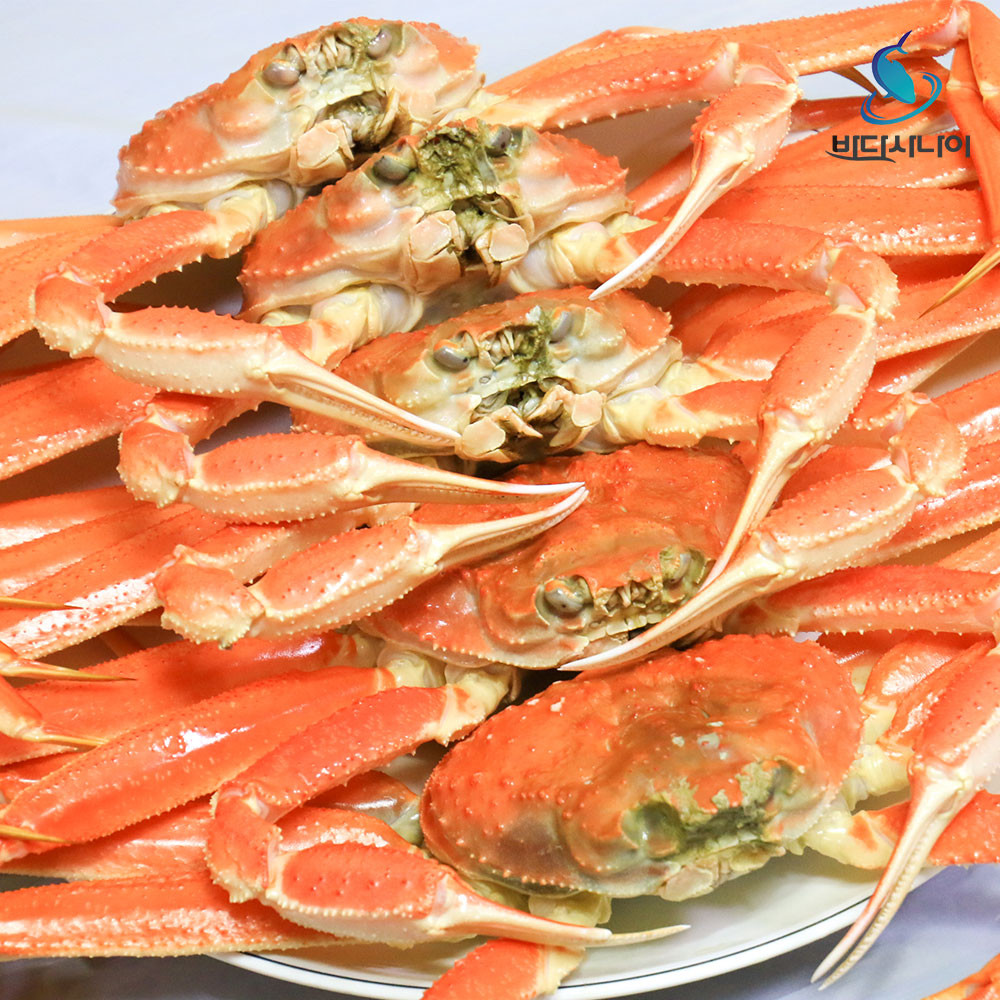 러시아산 제철 활 대게 80%이상 수율보장 800g 900g 1000g 1100g 1200g 달달하고 맛있는 : 바다사나이