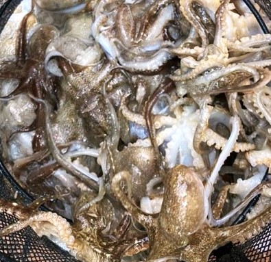 제철 쭈꾸미 생물 자연산 쭈꾸미 싱싱한 국내산 활 주꾸미 1kg : 혜성이네수산