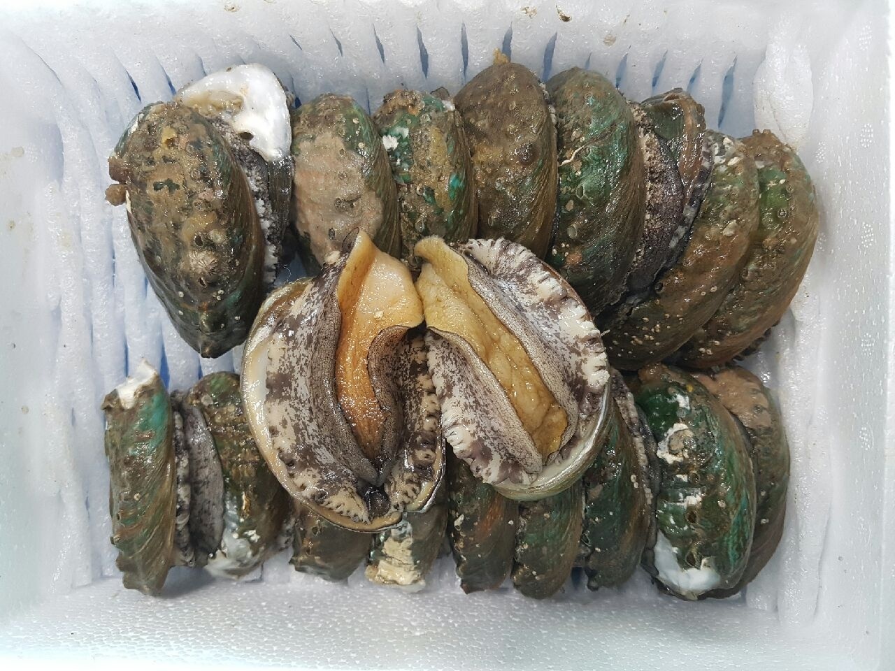 완도 활 전복 대전복 10-11미 1kg + 500g 선물용 손질솔 : 대유수산