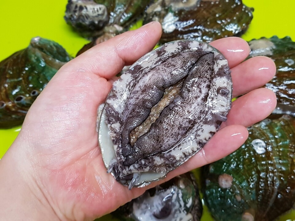 완도 활 전복 대전복 11-12미 1kg 선물용 : 대유수산