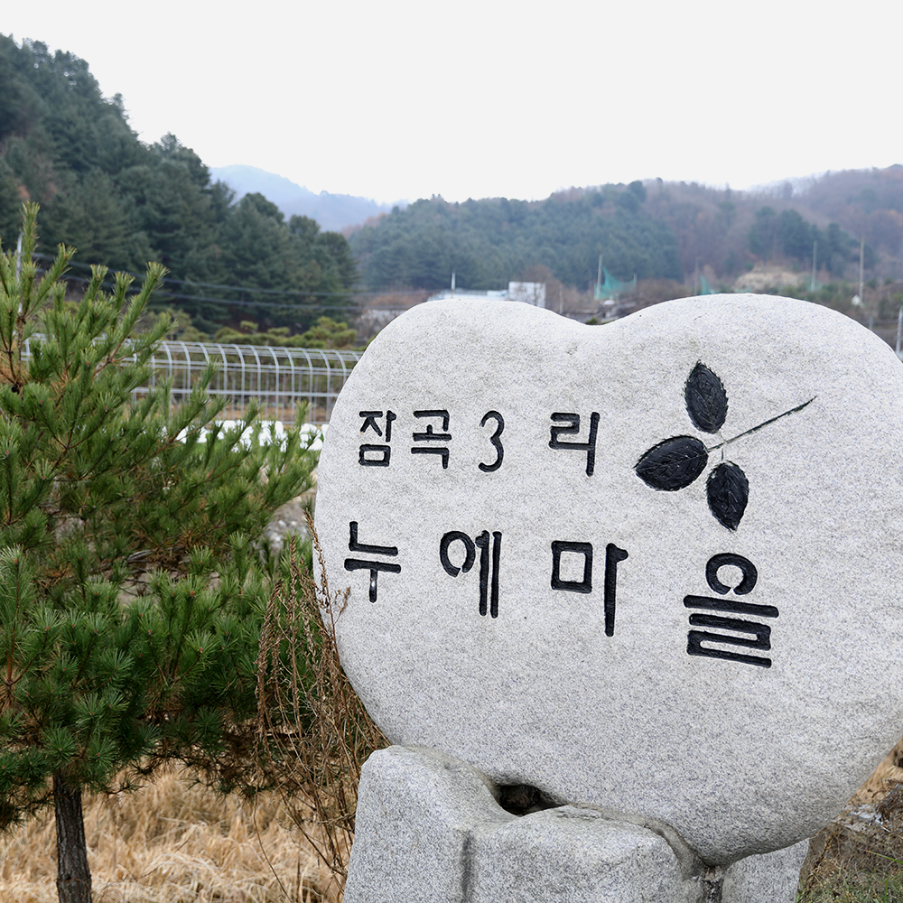 강원도 철원 뽕이네교육농장 전통식품 농촌교육체험 슬로푸드 보리막장 만들기 : 뽕이네농장