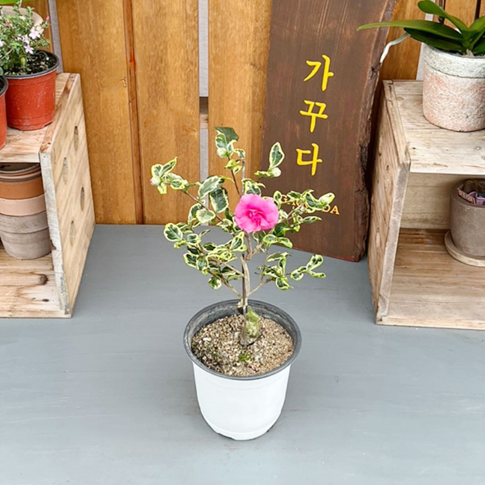 가꾸다 동백 녹아도변천 접목 무늬잎장이 이쁜아이 : 가꾸다.