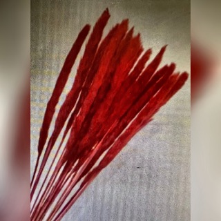 뉴 프리저브드  수입꽃 외국갈대  미니 팜파스  (  빨강  중국-20대  )   DIY꽃 인테리어 장식 말린꽃 프리저 풍성한다발 여우꼬리 : 분당장
